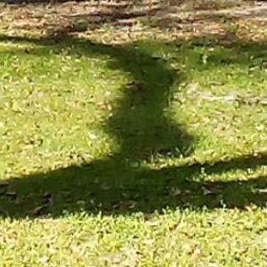 Meet your Posher, Perry